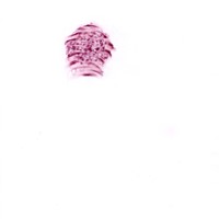 pastel rose sur calque,nuque david, 21x29,7cm, 2008 MX 48